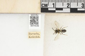 Media type: image;   Entomology 774146 Aspect: Labels